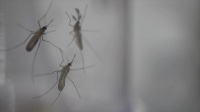 Проблема, витающая в воздухе. Как горожане борются с комарами?