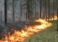 В Белоярском районе тушат лесные пожары