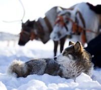 � ����� 95-����� ���� ���� ��������� ����������� ������ ����������, ������������ ��� �������